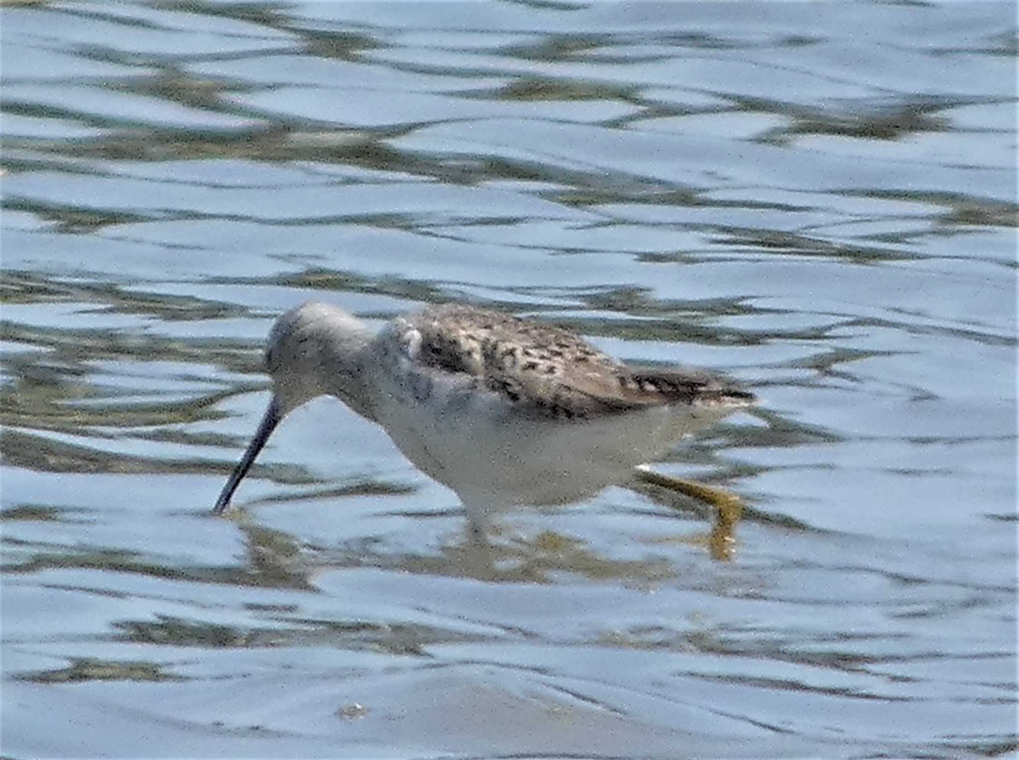 Common Greenshank