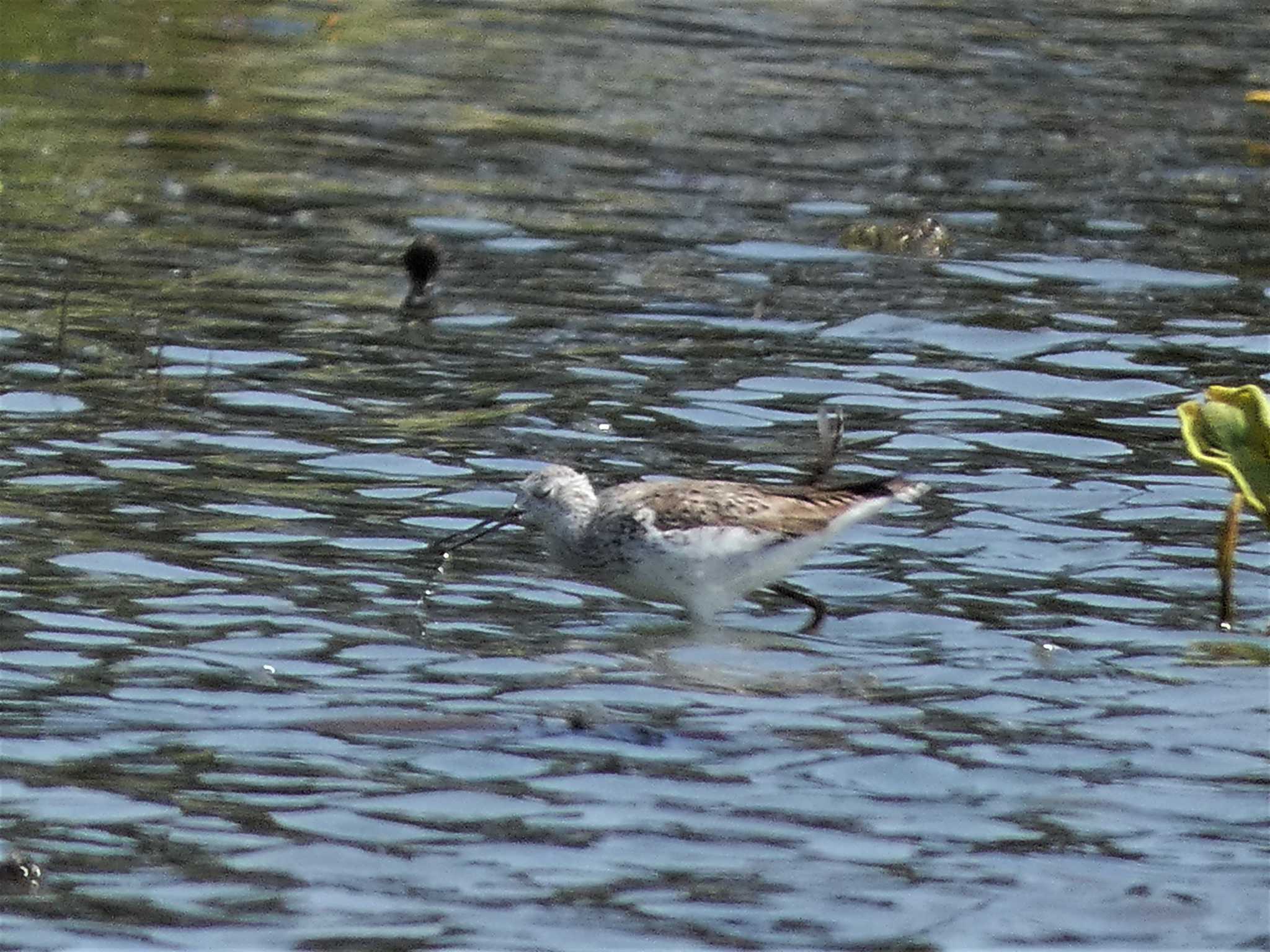 Photo of Common Greenshank at 河北潟 by koshi