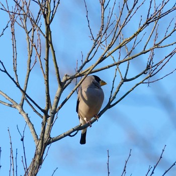 Japanese Grosbeak 奈良　馬見丘陵公園 Tue, 1/2/2018