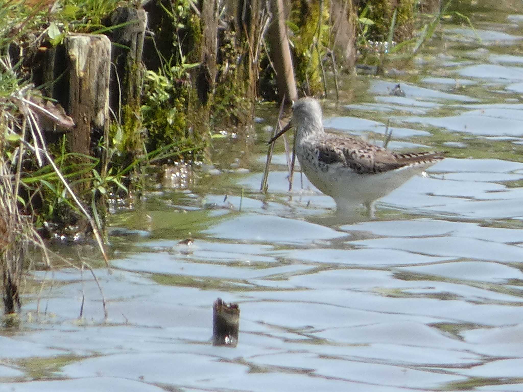 Marsh Sandpiper