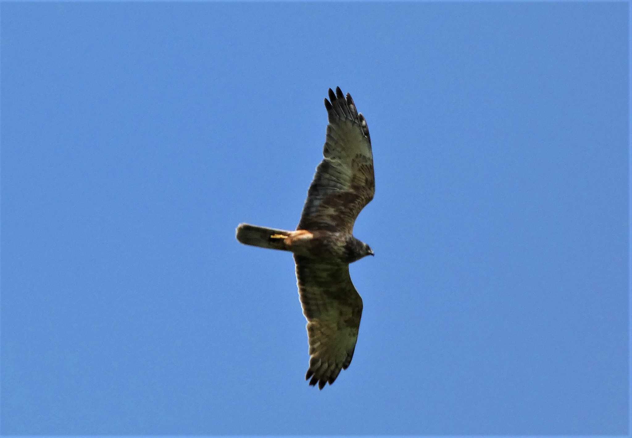 Upland Buzzard