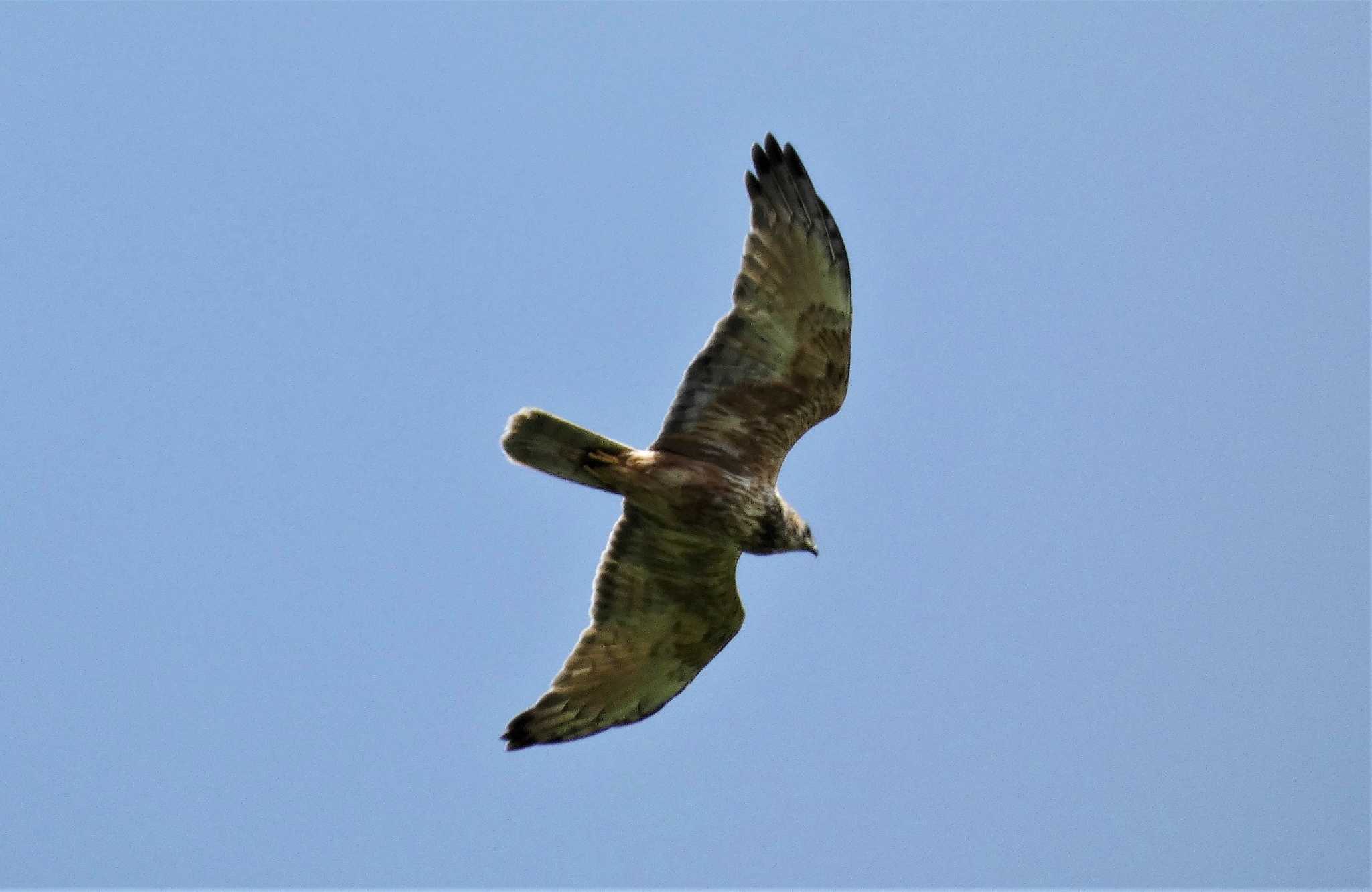 Upland Buzzard