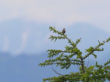 2022年6月12日(日) 甘利山(韮崎市)の野鳥観察記録