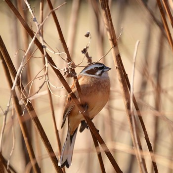 Meadow Bunting 奈良　馬見丘陵公園 Tue, 1/2/2018