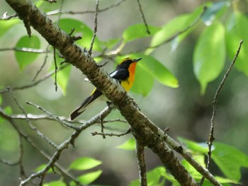 Narcissus Flycatcher 群馬県神川町 Sun, 6/12/2022