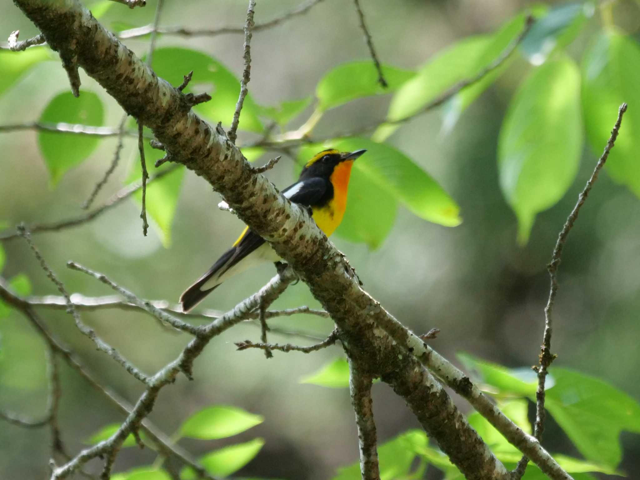 本当に野鳥が好きな方でした・・