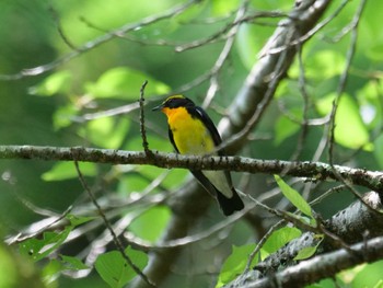 Narcissus Flycatcher 群馬県神川町 Sun, 6/12/2022