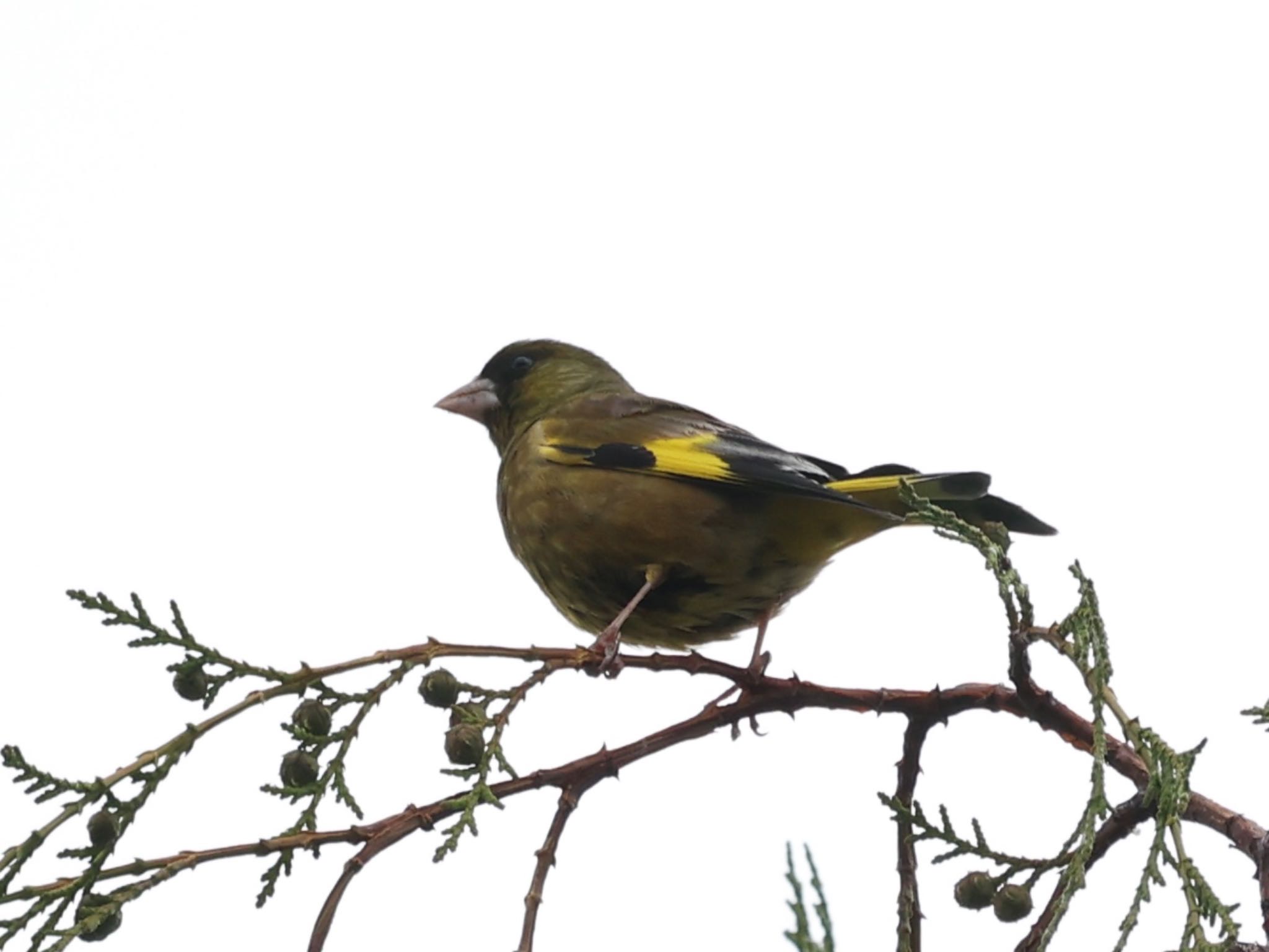 目立つ木の上で囀るカワラヒワ