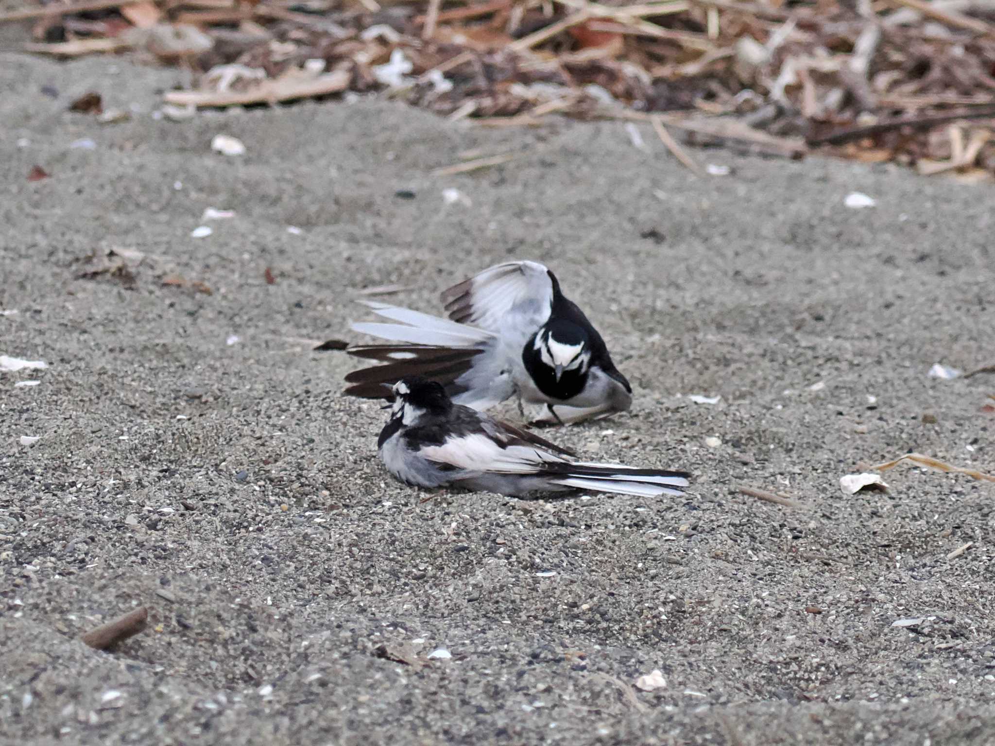 葛西臨海公園 ハクセキレイの写真