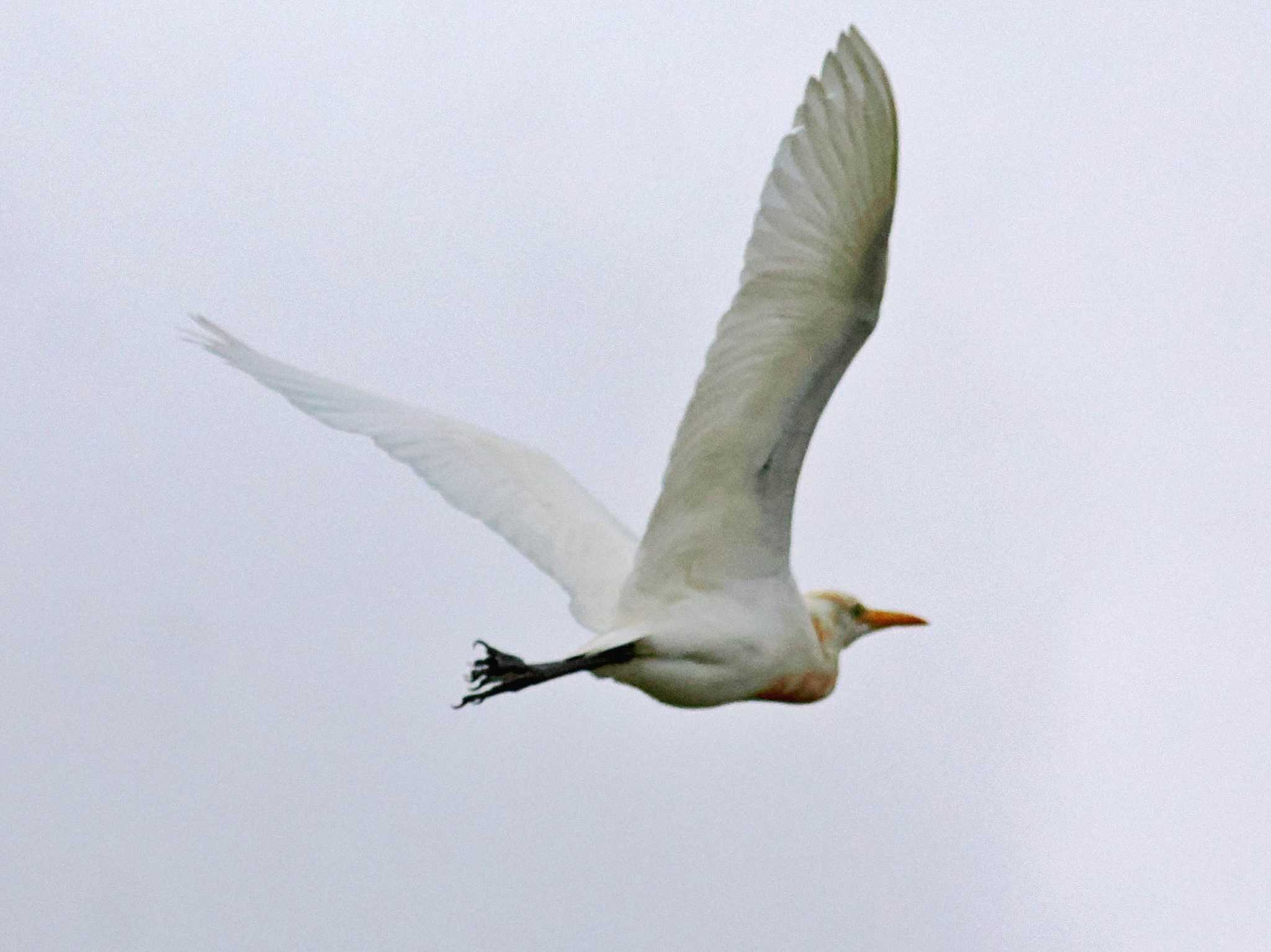 葛西臨海公園 アマサギの写真