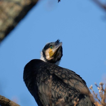 Great Cormorant 奈良　馬見丘陵公園 Tue, 1/2/2018