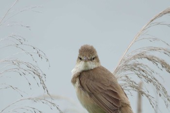 2022年6月12日(日) 北印旛沼の野鳥観察記録