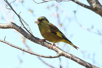 カワラヒワ 明石公園 2022年3月27日(日)