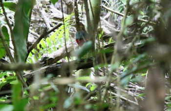 North Moluccan Pitta ハルマヘラ島 撮影日未設定