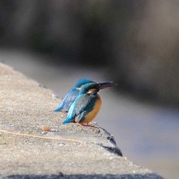 Common Kingfisher 京都府木津川市 Mon, 1/1/2018