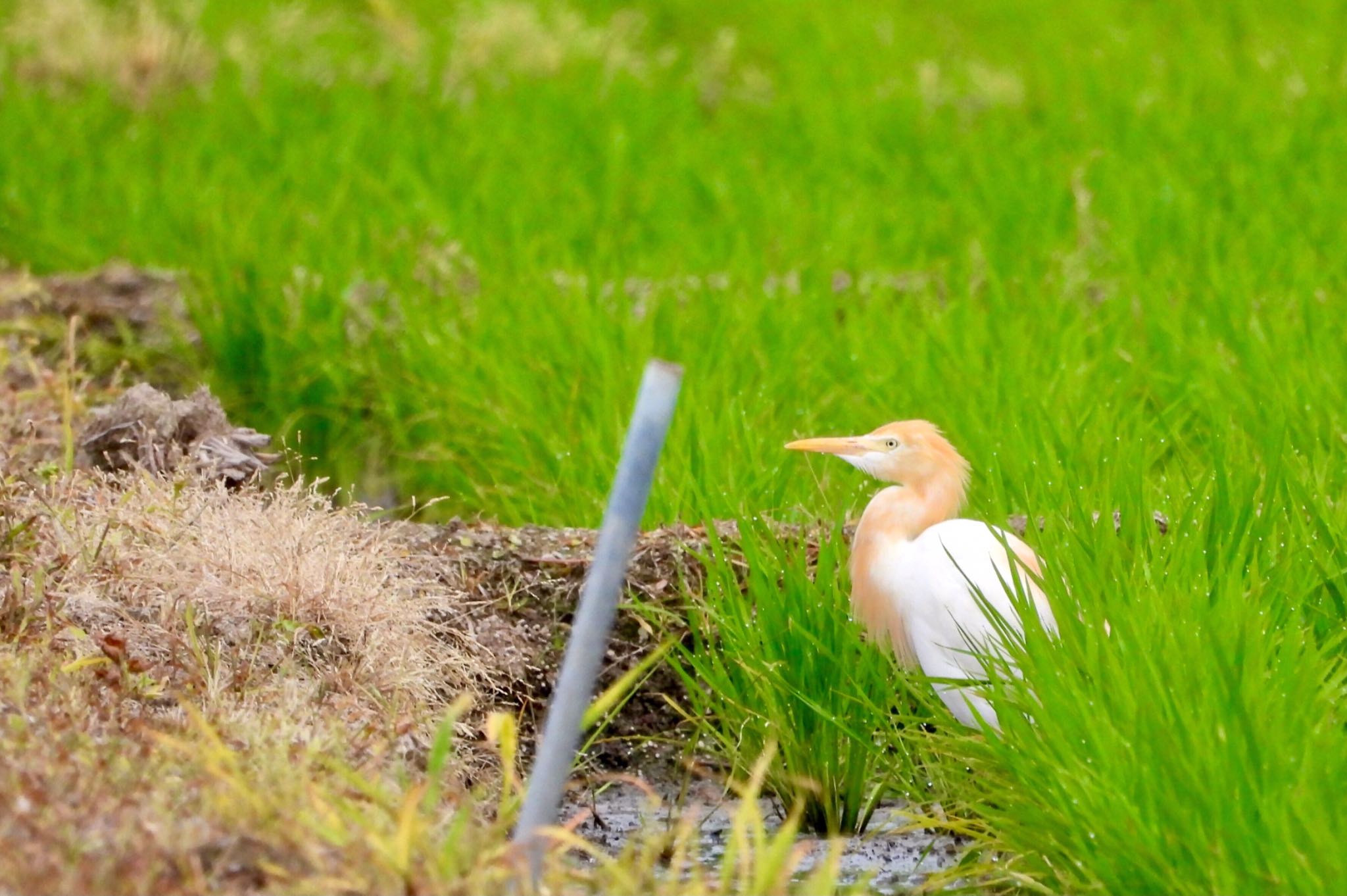 アマサギ