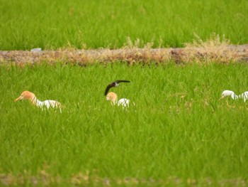 アマサギ 普正寺の森(普正寺橋下流) 2022年6月10日(金)