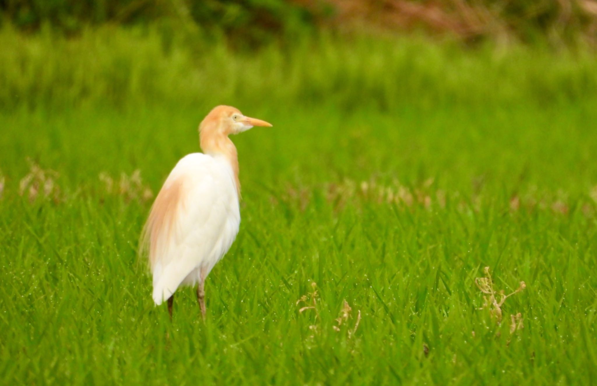 アマサギ