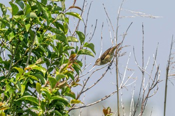 Oriental Reed Warbler 皿池(明石市大久保町) Sun, 5/22/2022