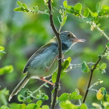 ノドグロサイホウチョウ Bang Phra Non-Hunting area 2022年6月11日(土)