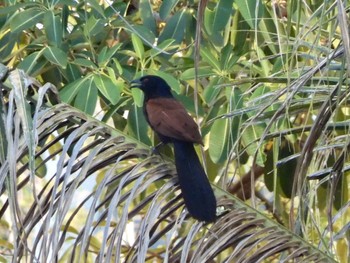 Greater Coucal Ho Chi Minh City, Vietnam  Tue, 6/14/2022