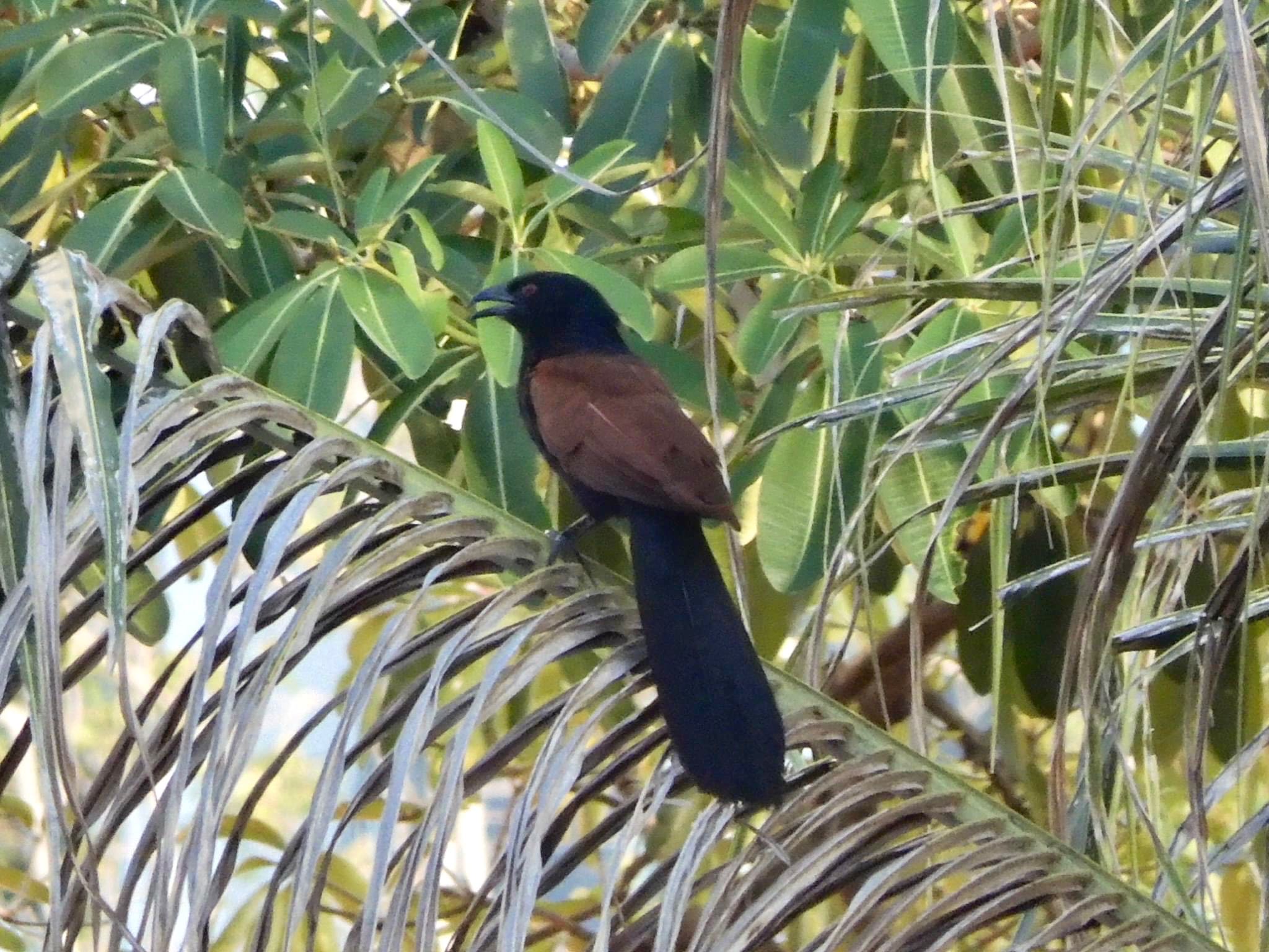 Photo of Greater Coucal at Ho Chi Minh City, Vietnam  by tlvatsko83