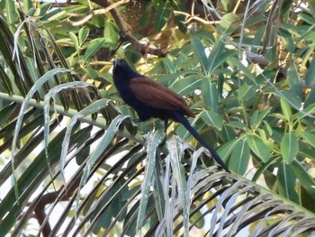 Greater Coucal Ho Chi Minh City, Vietnam  Tue, 6/14/2022