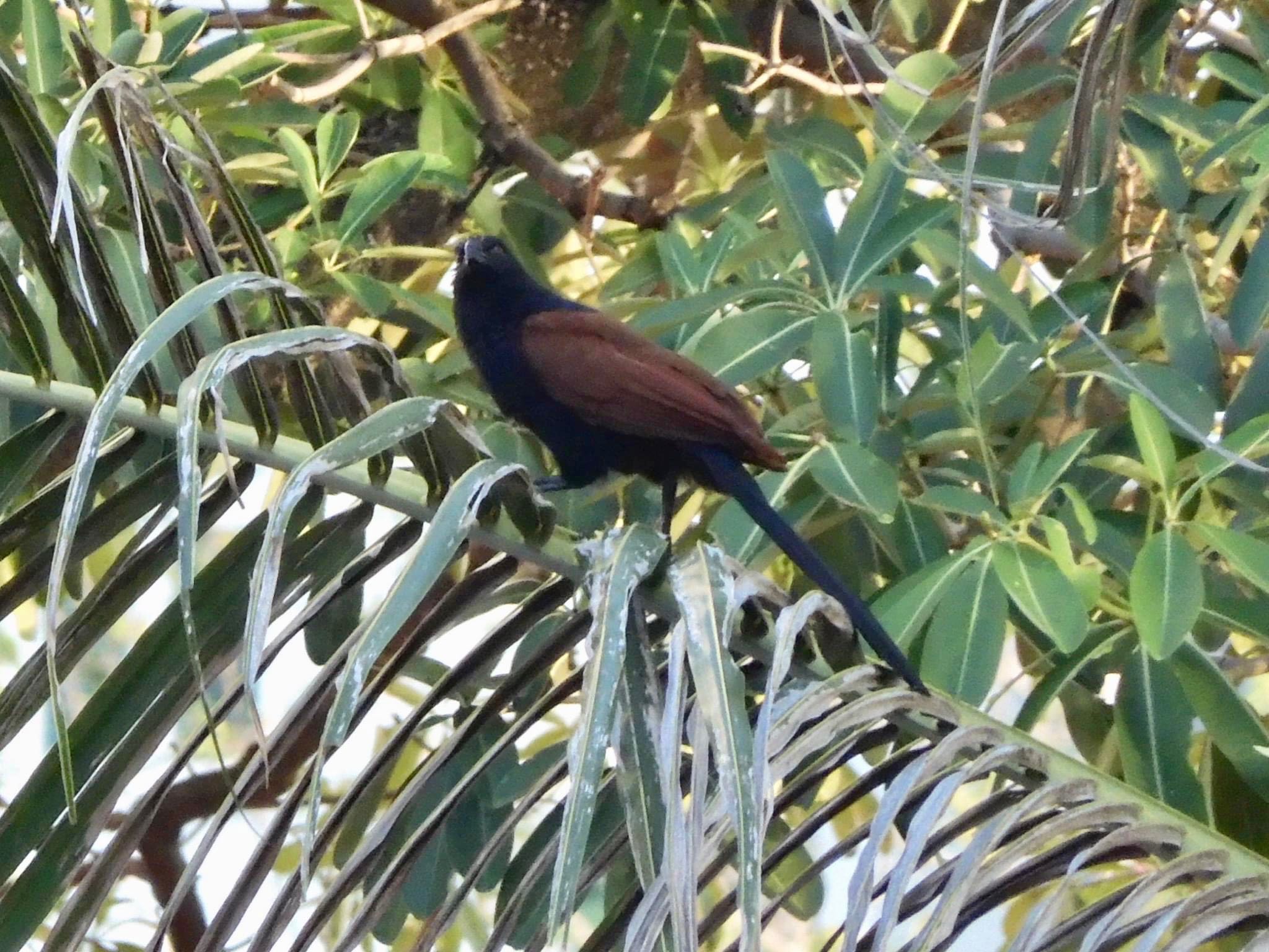 Photo of Greater Coucal at Ho Chi Minh City, Vietnam  by tlvatsko83