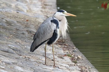 アオサギ 明石公園 2022年4月3日(日)