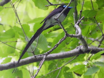 サンコウチョウ 太白山自然観察の森 2022年6月15日(水)