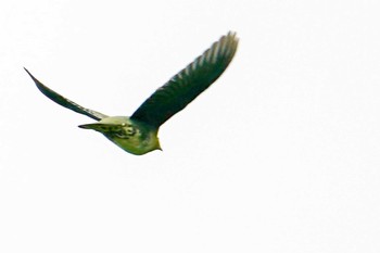 2022年6月15日(水) 発寒川緑地(札幌市西区)の野鳥観察記録