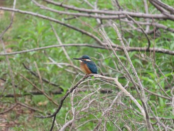 Common Kingfisher 勅使池(豊明市) Wed, 6/15/2022