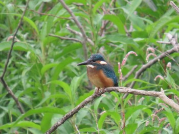 Common Kingfisher 勅使池(豊明市) Wed, 6/15/2022