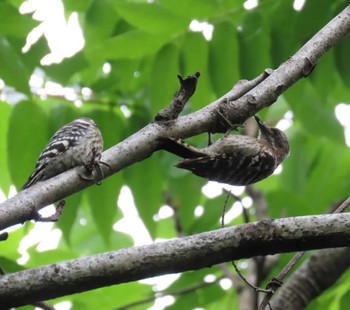 Japanese Pygmy Woodpecker 勅使池(豊明市) Wed, 6/15/2022