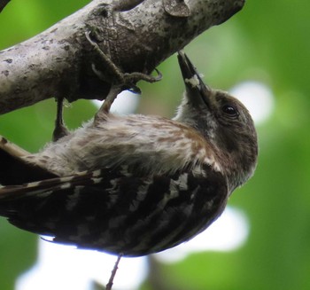 Japanese Pygmy Woodpecker 勅使池(豊明市) Wed, 6/15/2022