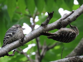 Japanese Pygmy Woodpecker 勅使池(豊明市) Wed, 6/15/2022