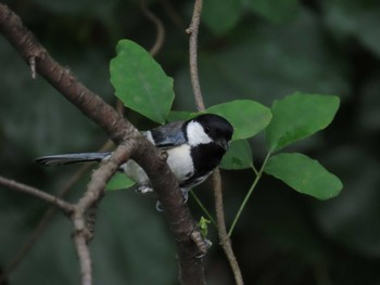 Japanese Tit 勅使池(豊明市) Wed, 6/15/2022