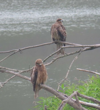 Black Kite 勅使池(豊明市) Wed, 6/15/2022