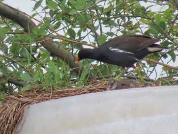 Common Moorhen 勅使池(豊明市) Wed, 6/15/2022