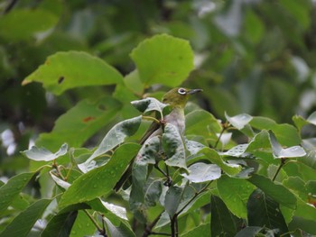 Warbling White-eye 勅使池(豊明市) Wed, 6/15/2022