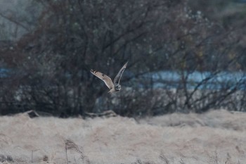 コミミズク 福岡県 2017年12月25日(月)