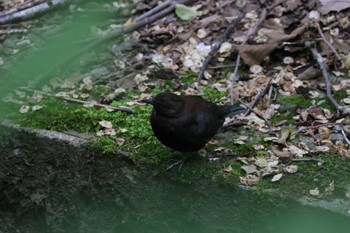 カワガラス 滝野すずらん丘陵公園 2022年6月15日(水)