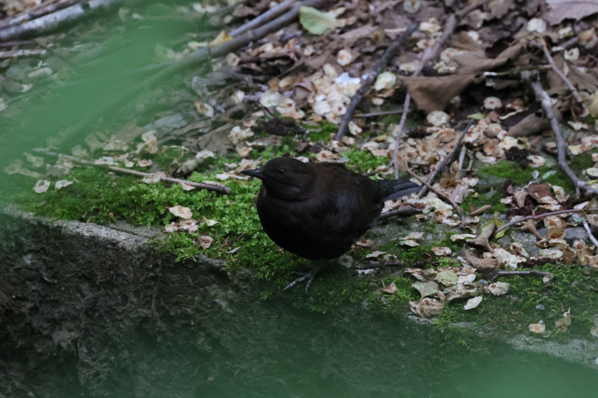 滝野すずらん丘陵公園 カワガラスの写真 by ウレシカ