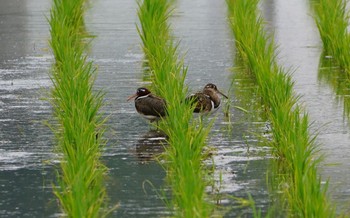 Wed, 6/15/2022 Birding report at 東大阪市池島