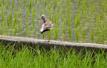 Grey-headed Lapwing 東大阪市池島 Wed, 6/15/2022