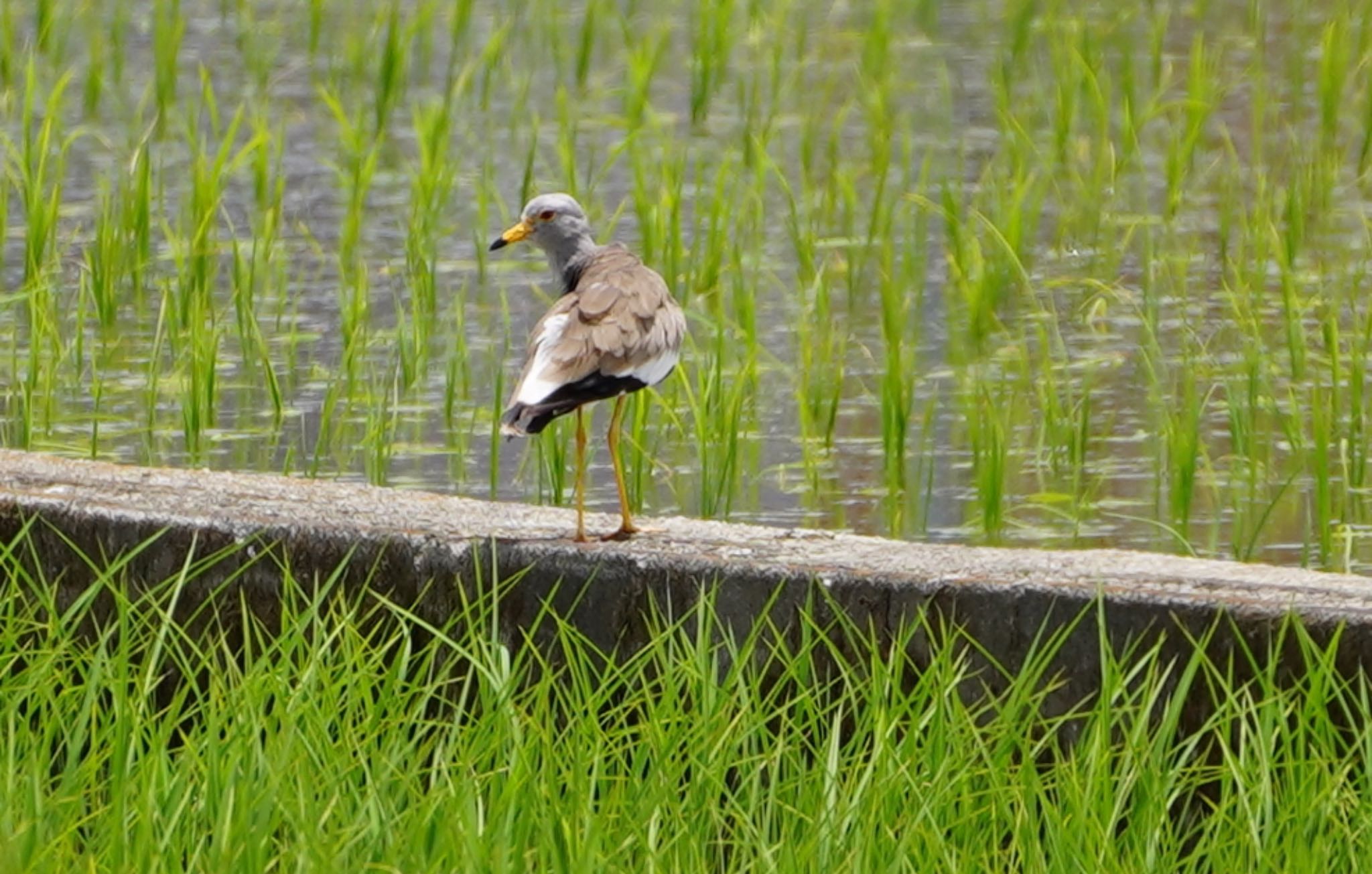 Photo of Grey-headed Lapwing at 東大阪市池島 by アルキュオン