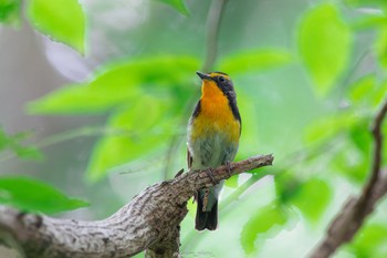 キビタキ 座間谷戸山公園 2022年6月10日(金)