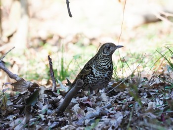 トラツグミ 大阪南港野鳥園 2018年1月2日(火)