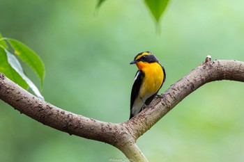 2022年6月10日(金) 座間谷戸山公園の野鳥観察記録