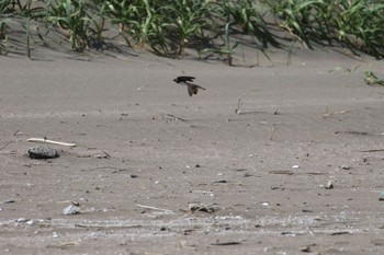 2022年6月15日(水) 新川河口(札幌市)の野鳥観察記録